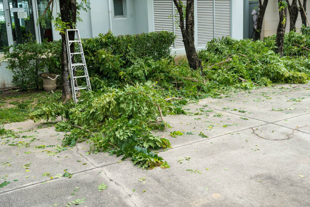 Why Choose Our Tree Removal Services in Williams Bay, WI?